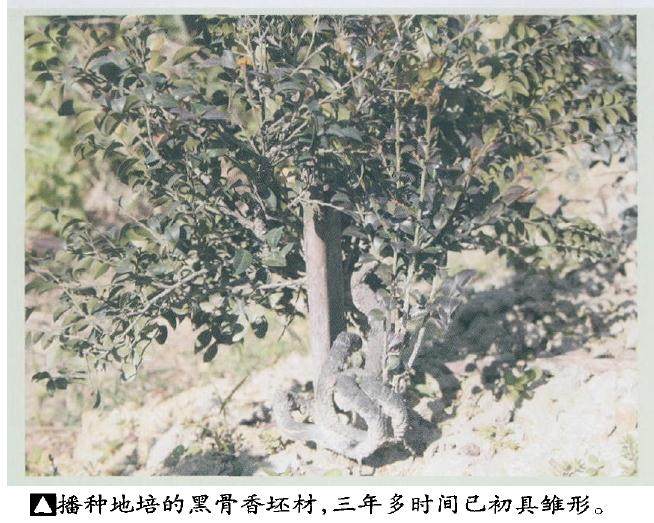 黑骨香盆景移植上盆的适宜时间是移植前一两个月