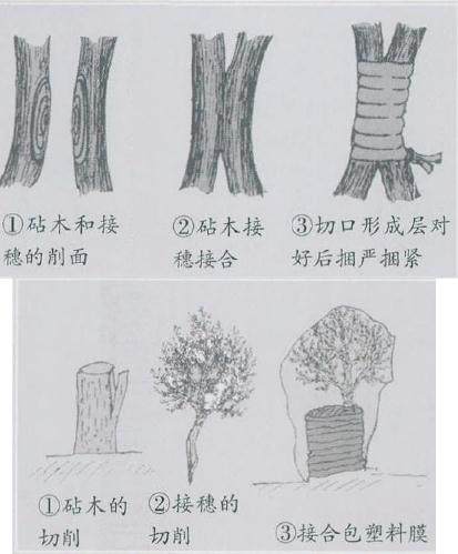 龙柏盆景的上盆与造型