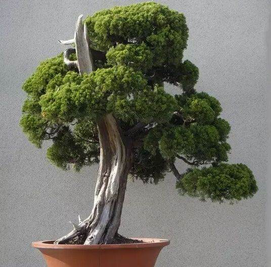 制作龙柏盆景的材料来源主要有两个方面