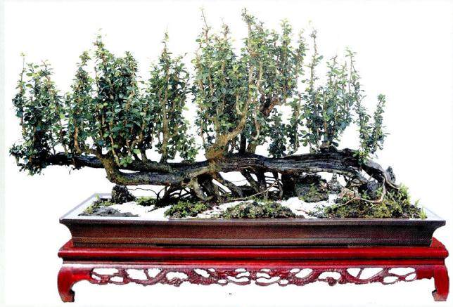 赵庆泉在沐阳盆景研修班给学员讲的一番话 使我茅塞顿开