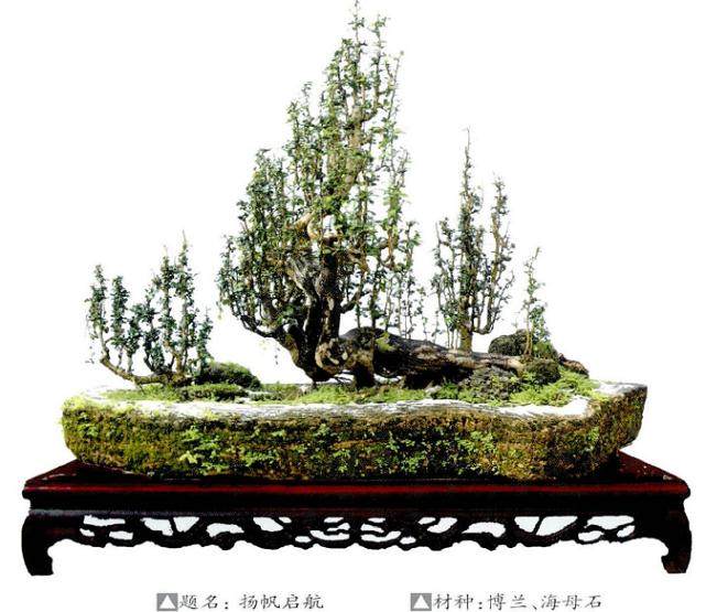 赵庆泉在沐阳盆景研修班给学员讲的一番话 使我茅塞顿开