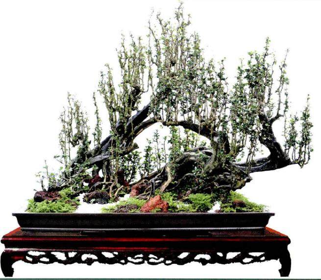 赵庆泉在沐阳盆景研修班给学员讲的一番话 使我茅塞顿开