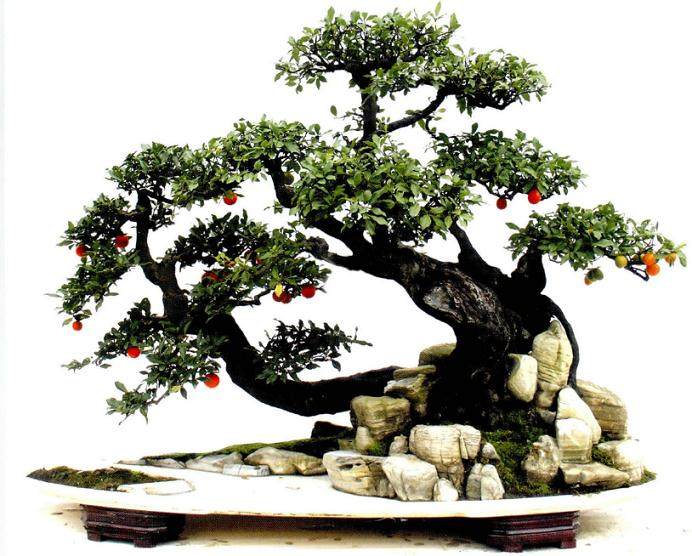 接下来我们以川派盆景中的自然式树桩