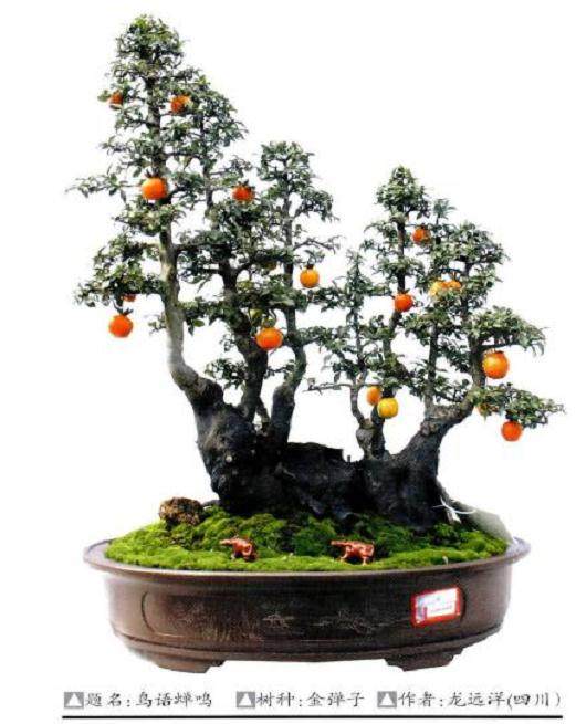 接下来我们以川派盆景中的自然式树桩