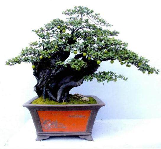 接下来我们以川派盆景中的自然式树桩