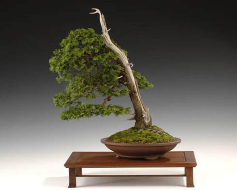 首届&ldquo;秦风&rdquo;小品盆景展定于五一期间举办