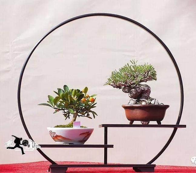  四川农民工看到&ldquo;浙江迎春花展&rdquo;上一盆景售价万元后 说要回家上山挖树根种花卖