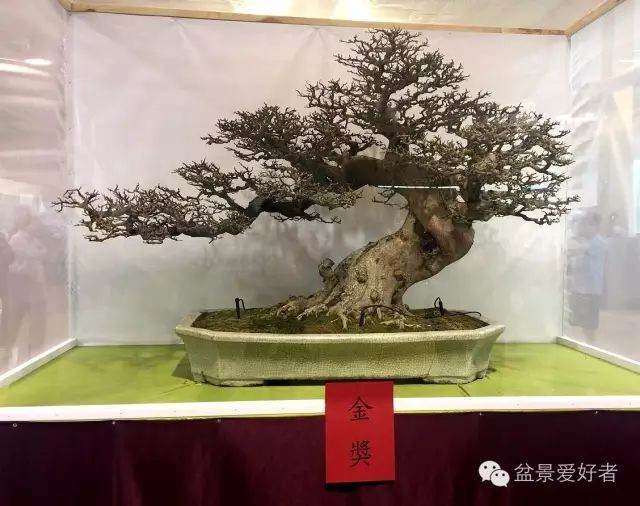 2016年第21回台湾华风盆景展