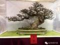 2016年第21回台湾华风盆景展