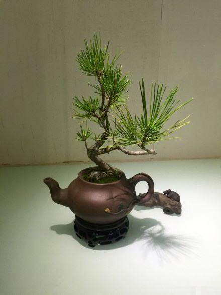 盆景艺术家林鸿鑫独创的紫砂壶盆景作品《南国春早》