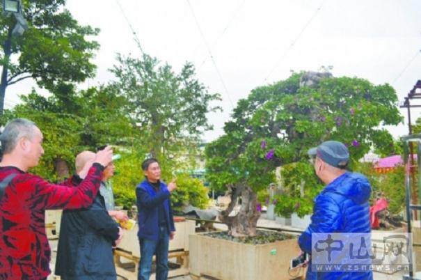 一盆高档的大盆景至少要经历15 年的培育修整才能成型