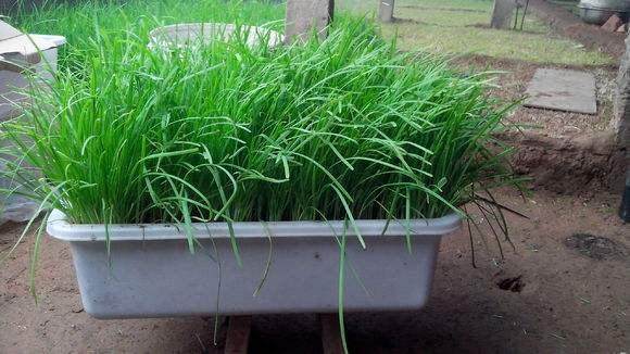 &ldquo;黄韭盆景&rdquo; 既能净化室内空气 又能食用