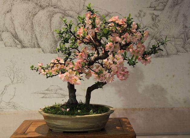 来到安海鸿江盆景园 就看见了一盆盆姿态优美的盆景