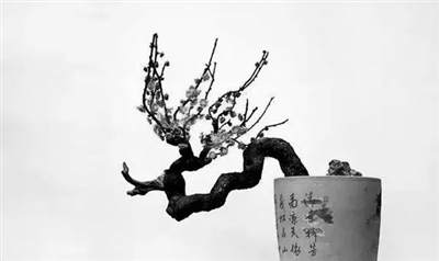 梅花盆景造型众多 大多数造型都是梅桩上做文章