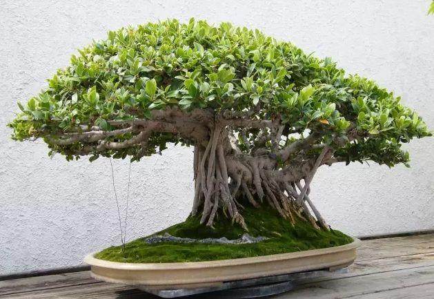 上几天放在店门口的盆景又被人偷了 谁干的呢？