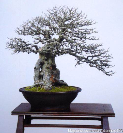 第二届中国海南盆景精品展暨海南省第四届盆景展览