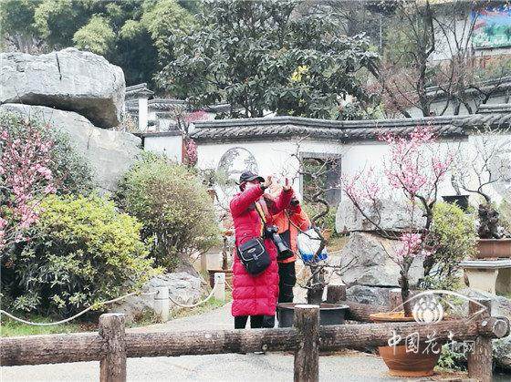 昆明第二届闹新春艺术盆景展在该公园盆景园开展