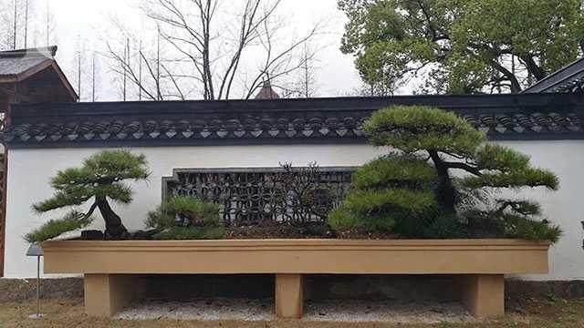 上海植物园盆景园改建完毕 很多园内的老景观都被调整