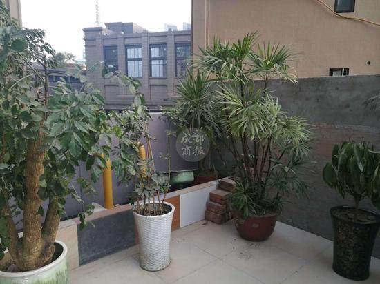 警方将嫌疑人抓获 在其家中发现了偷盗他人的30多盆盆景