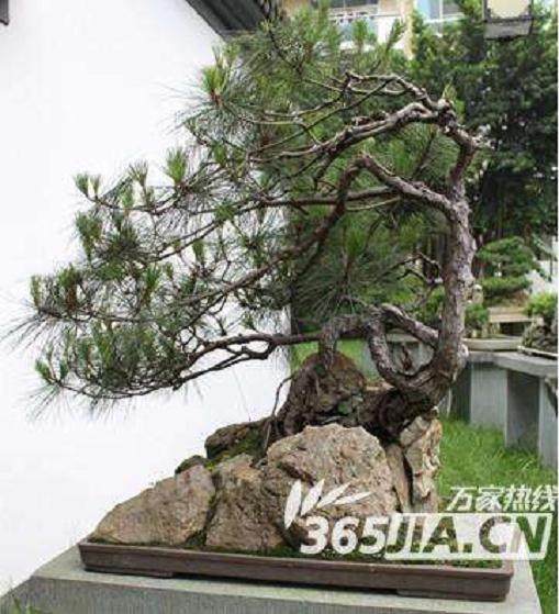 重庆市酉阳首届&ldquo;桃花源&rdquo;杯盆景赏石根艺展览会