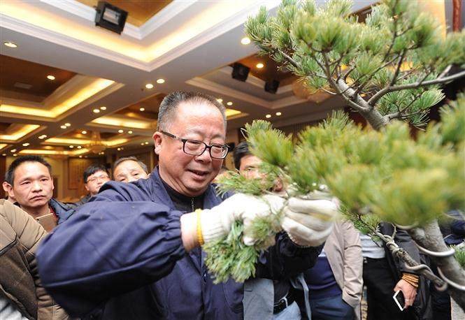 天气寒冷 但挡不住花农学习苗木盆景造型的热情