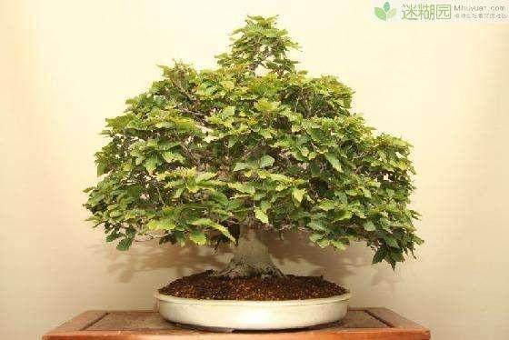 第二届粤台南风盆景展是继去年台湾彰化举办的粤台盆景展后