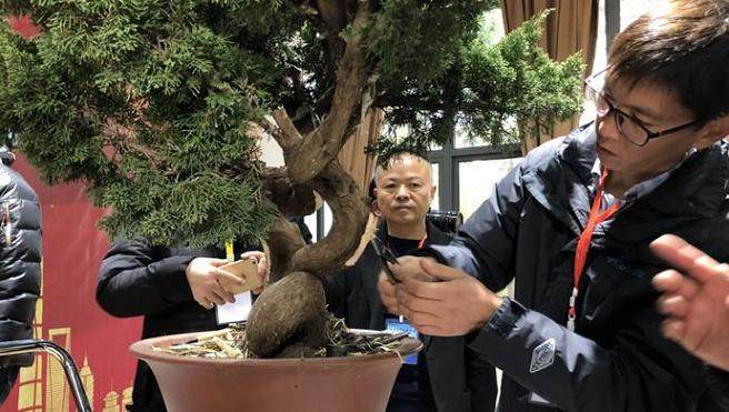 南通高级盆景技师展示盆景雕刻技巧