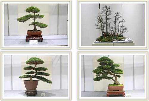 如皋盆景将在上海植物园举办为期一周的展览活动