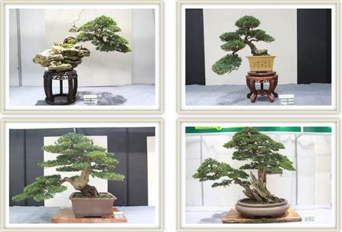 如皋盆景将在上海植物园举办为期一周的展览活动