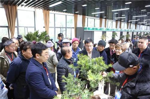 如皋盆景将在上海植物园举办为期一周的展览活动