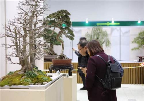 如皋盆景将在上海植物园举办为期一周的展览活动