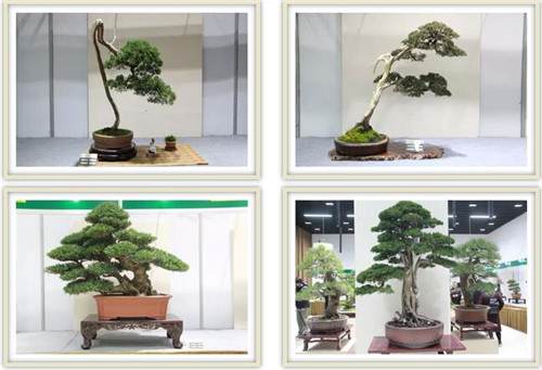 如皋盆景将在上海植物园举办为期一周的展览活动