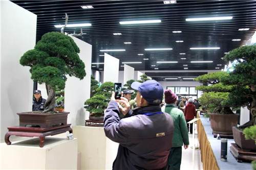 如皋盆景将在上海植物园举办为期一周的展览活动