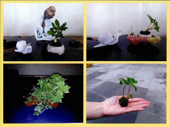 小品盆景素材--械叶草