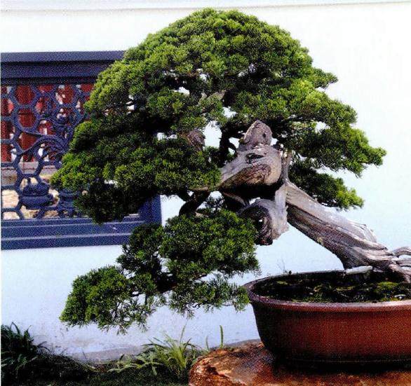 如皋金陵盆景博览园在市区主干道 驱车而行十分方便