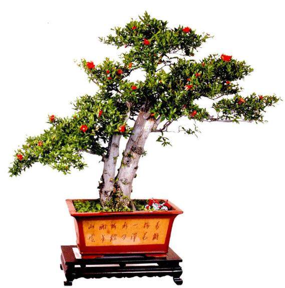 如何才能让树桩盆景在冬季不被冻死？