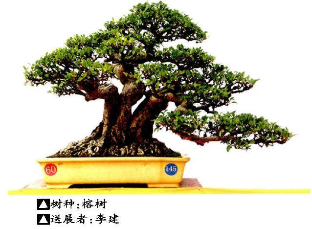 2017年 迎春盆景展在玉林桂台园艺文化城隆重开幕