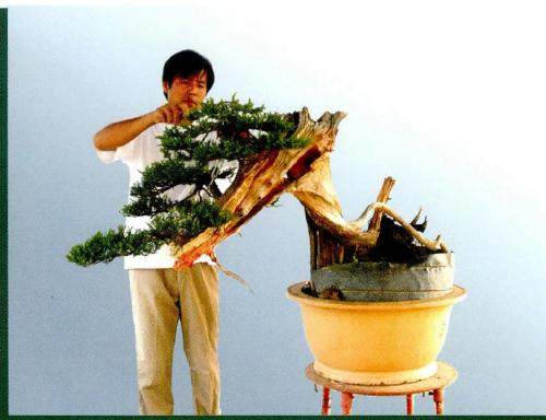 刺柏盆景的角度调整后 主干动感变化突出