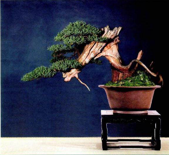 此株刺柏栽培角度调整后