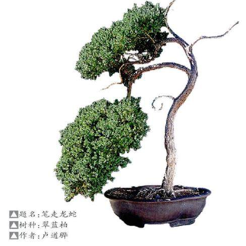 翠蓝柏盆景生长习性喜光 喜温暖湿润气候