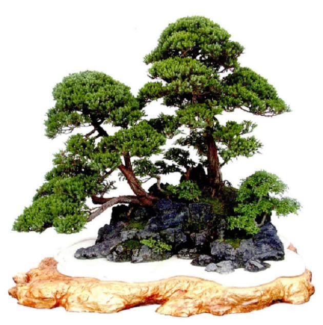 翠蓝柏盆景的挖掘时间以春季3-4月份为好