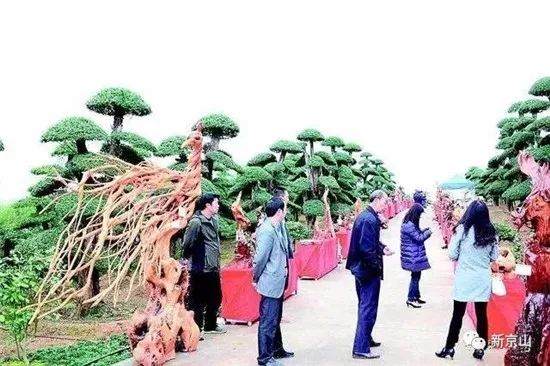 针对盗挖对节白蜡现象屡禁不止且愈演愈烈之势