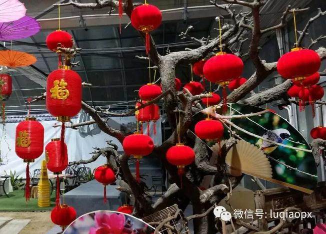 还记得乒乓+赏梅的创新走进私家梅花盆景园吗？