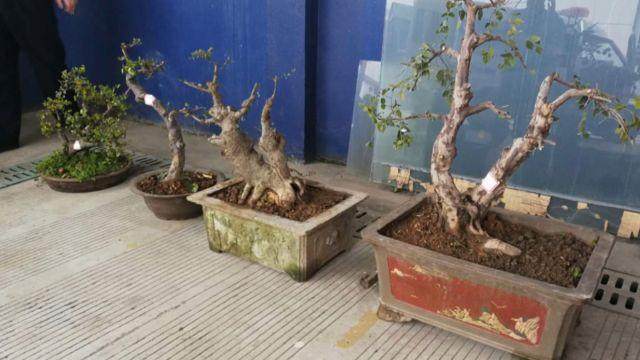 沿江&ldquo;花痴&rdquo;夜偷盆景 说只是搬回家&ldquo;欣赏&rdquo;不犯法!