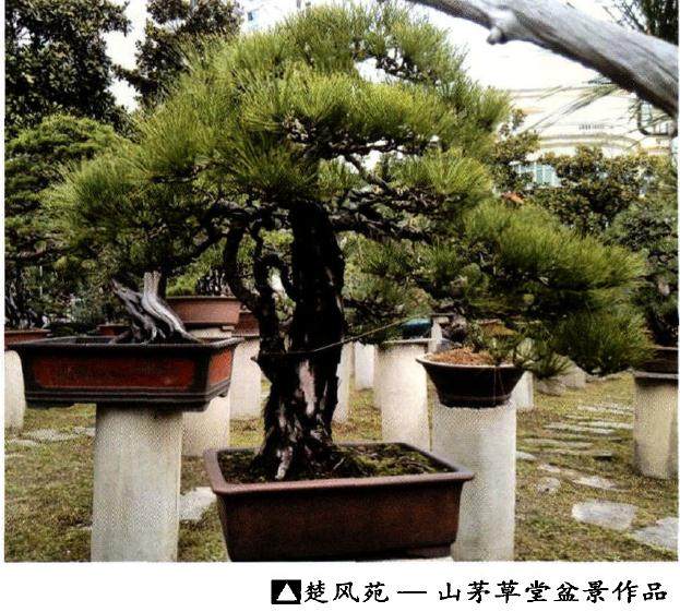 广大盆景爱好者的努力下 湖北盆景界必将紧密地团结在一起