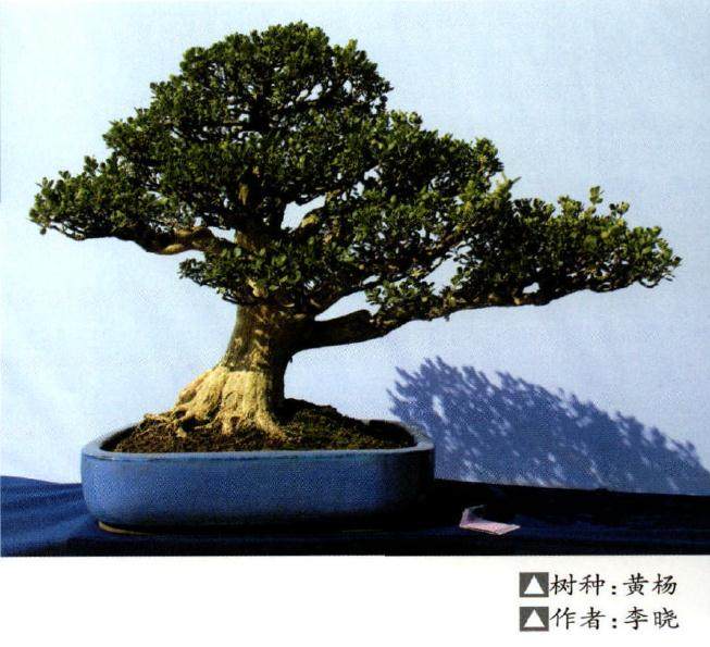 我的一件水旱盆景《野渡无人舟自横》得了二等奖