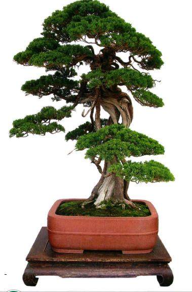 真柏盆景怎么制作舍利千的方法