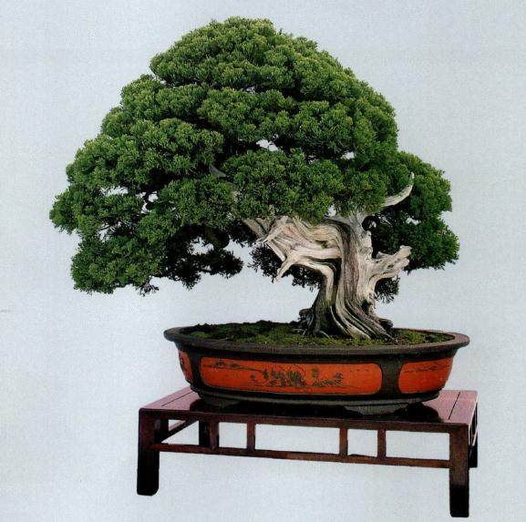 奉化的真柏盆景繁殖多采用嫁接法 而温州则采用扦插法