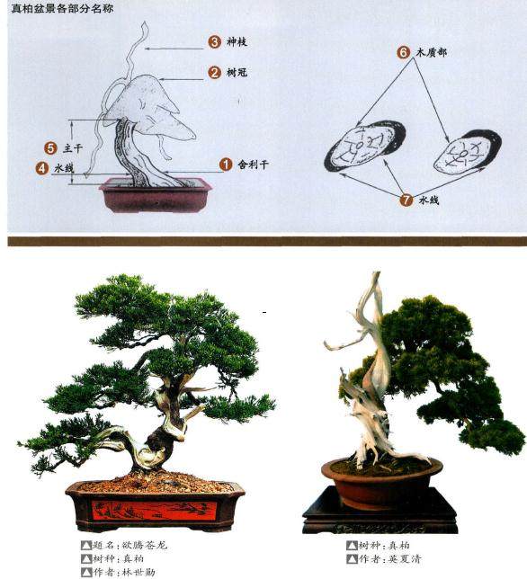 制作真柏盆景造型有与众不同的地方 就是舍利干