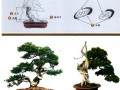 图解 真柏盆景造型怎么制作舍利干的方法